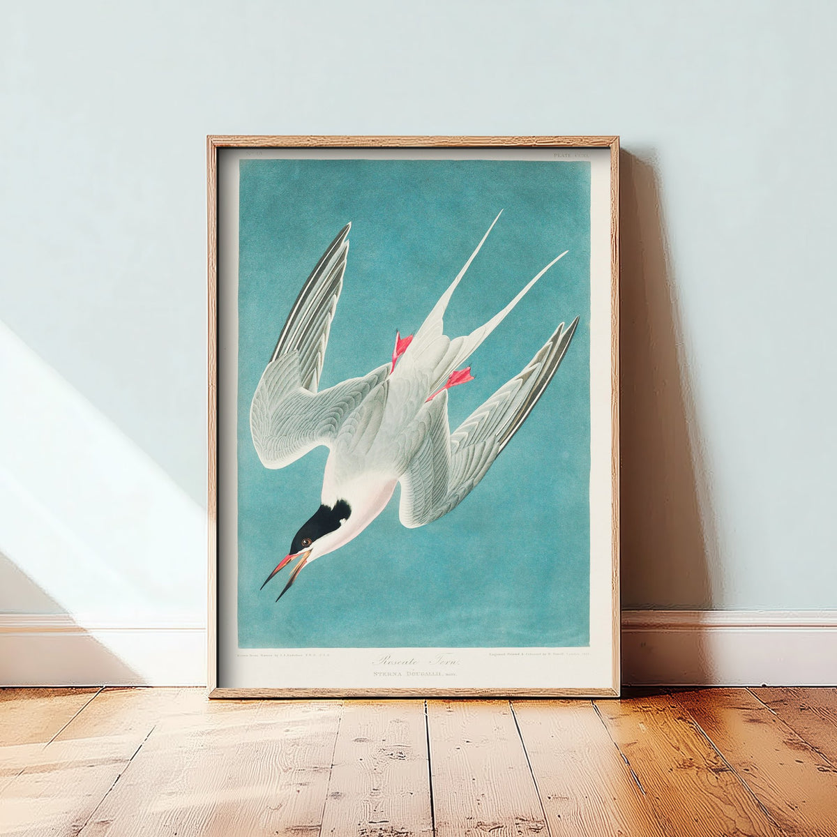 Roseate Tern Art Print - John James Audubon Birds of America - Vintage Ornithology Illustration Poster