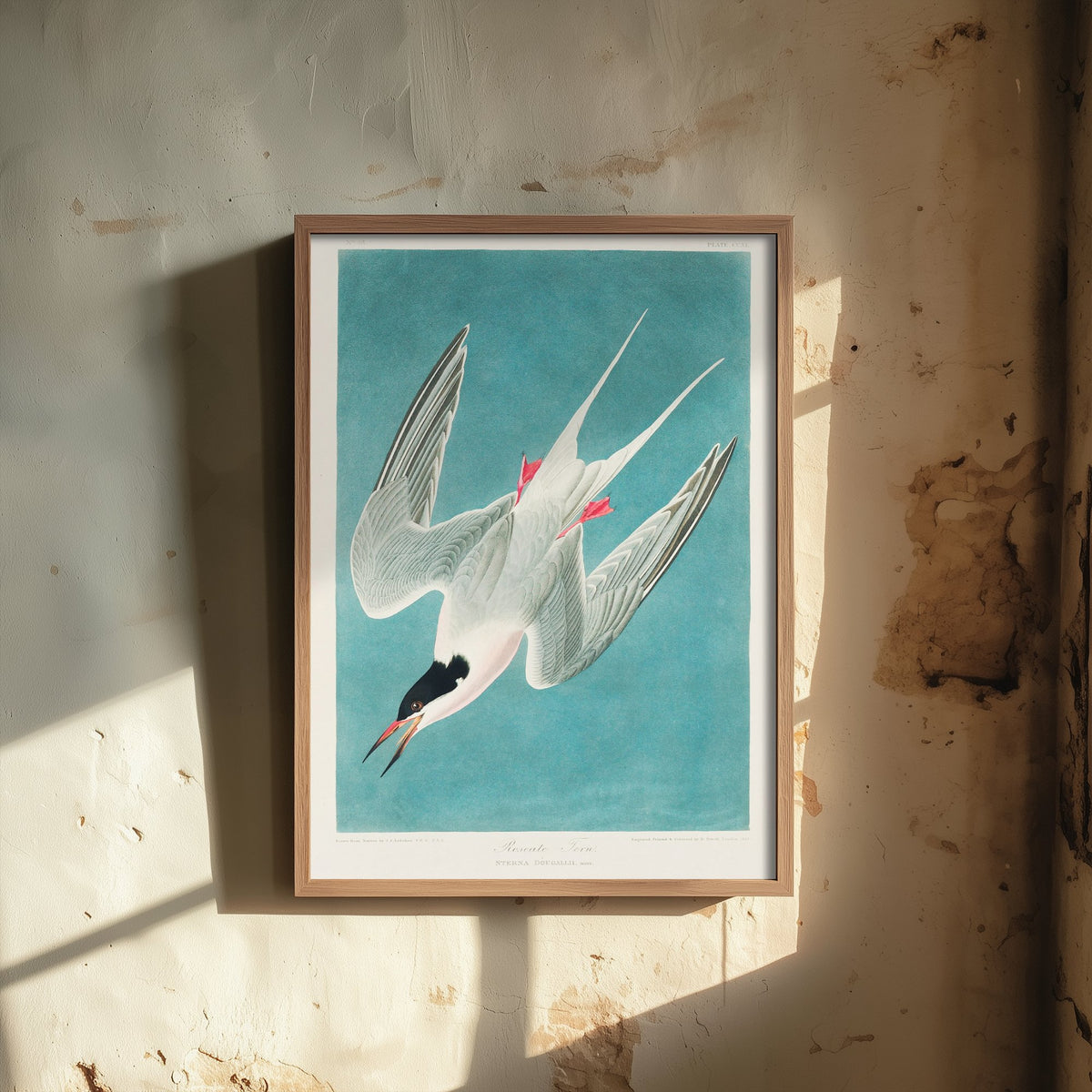 Roseate Tern Art Print - John James Audubon Birds of America - Vintage Ornithology Illustration Poster