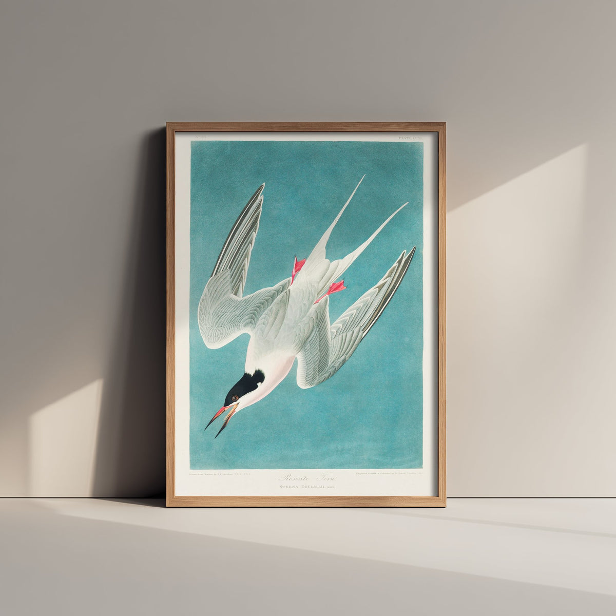 Roseate Tern Art Print - John James Audubon Birds of America - Vintage Ornithology Illustration Poster