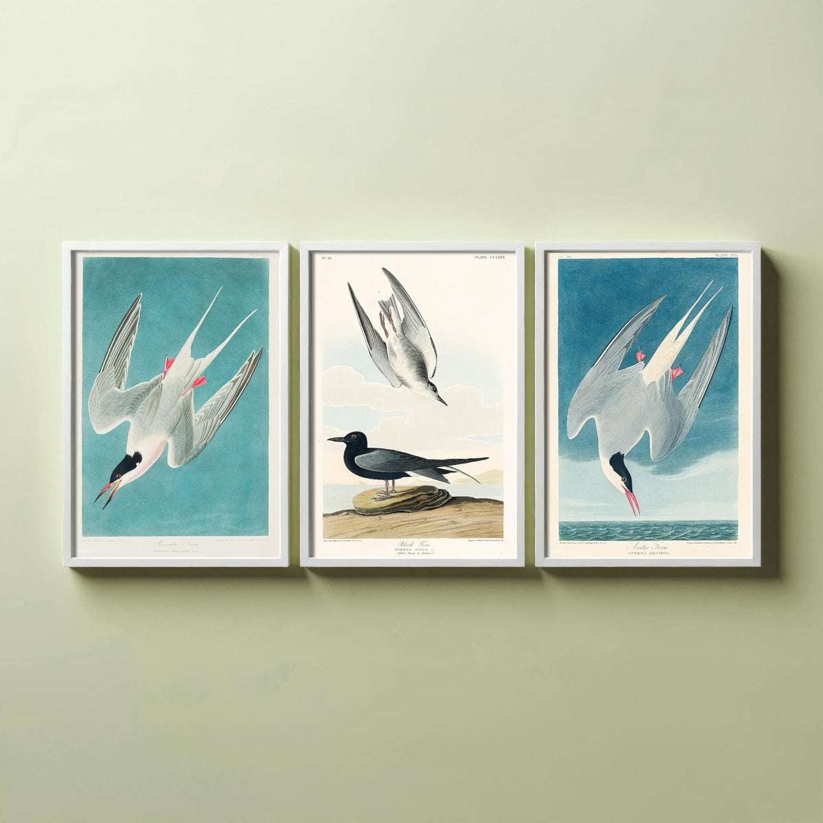 Set of Three John James Audubon Prints - Roseate Tern Black Tern Arctic Tern - 3 Seabird Paintings Poster Wall Art Gift Ornithology
