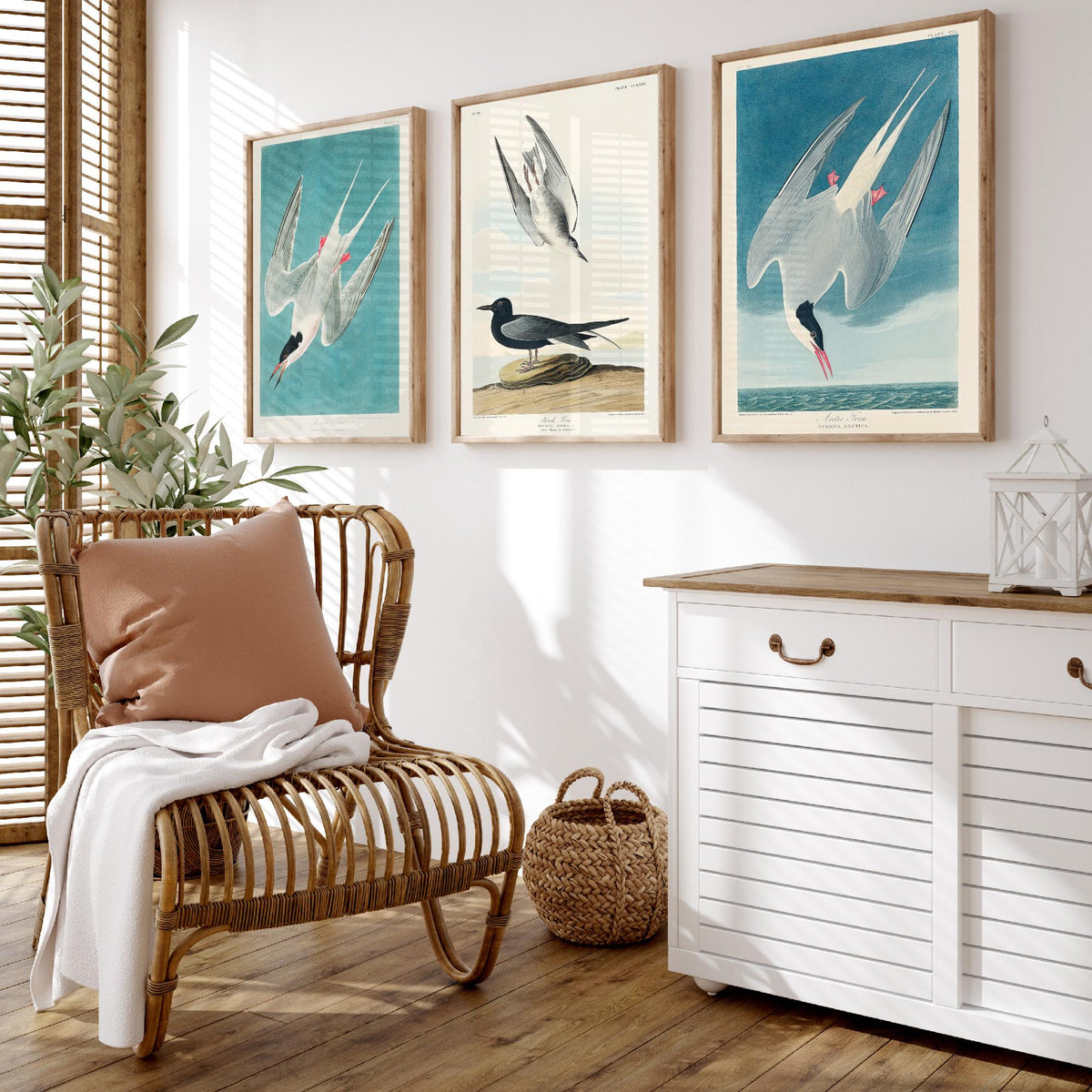 Set of Three John James Audubon Prints - Roseate Tern Black Tern Arctic Tern - 3 Seabird Paintings Poster Wall Art Gift Ornithology