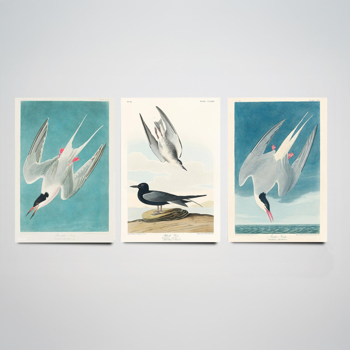 Set of Three John James Audubon Prints - Roseate Tern Black Tern Arctic Tern - 3 Seabird Paintings Poster Wall Art Gift Ornithology