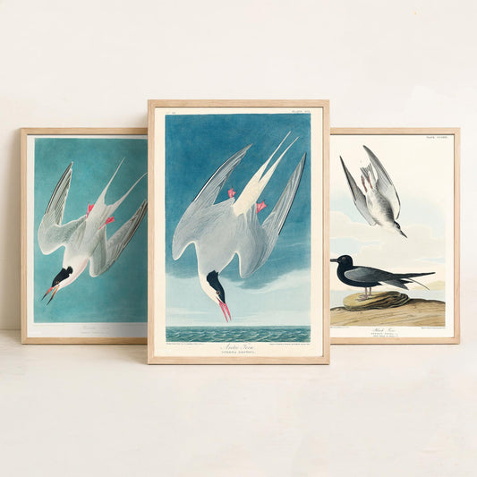 Set of Three John James Audubon Prints - Roseate Tern Black Tern Arctic Tern - 3 Seabird Paintings Poster Wall Art Gift Ornithology