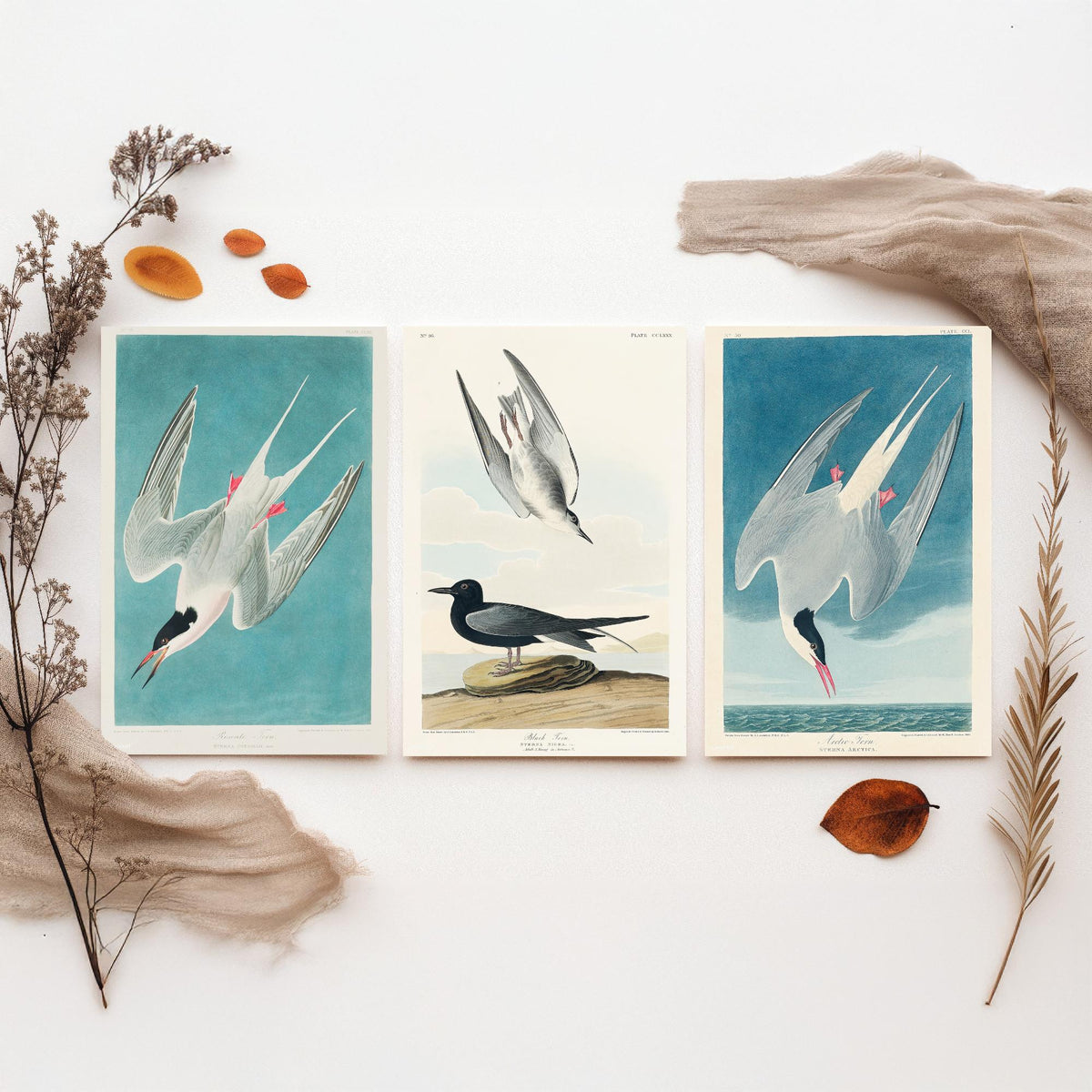 Set of Three John James Audubon Prints - Roseate Tern Black Tern Arctic Tern - 3 Seabird Paintings Poster Wall Art Gift Ornithology