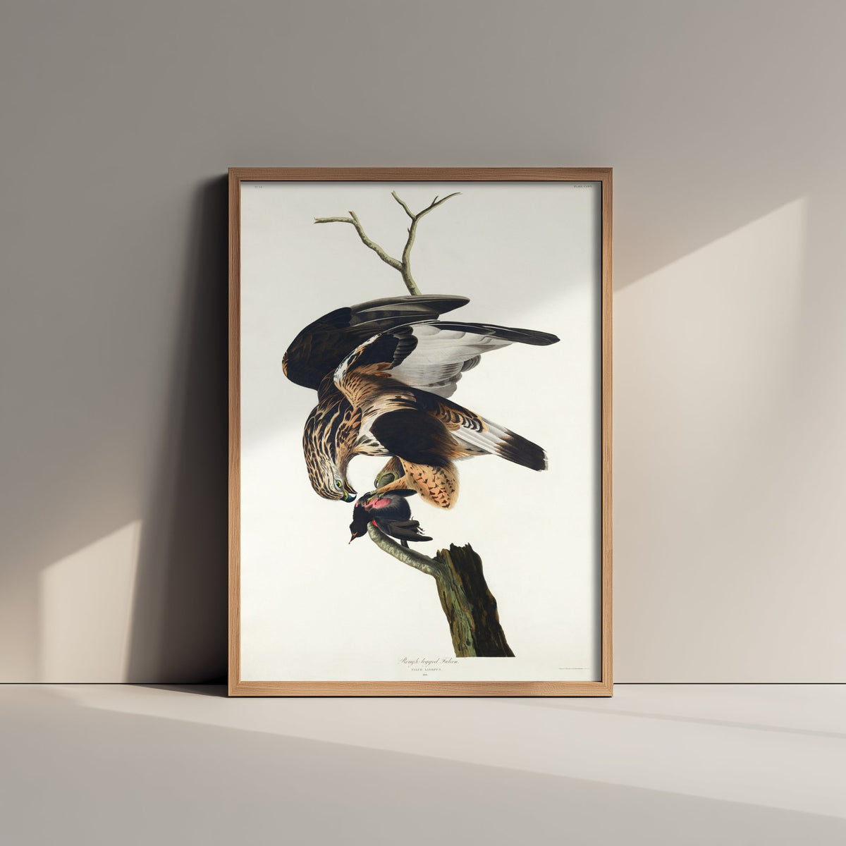 Rough-legged Hawk Art Print - John James Audubon Birds of America - Vintage Bird of Prey Illustration Poster