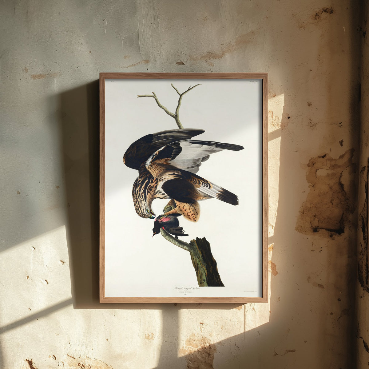 Rough-legged Hawk Art Print - John James Audubon Birds of America - Vintage Bird of Prey Illustration Poster