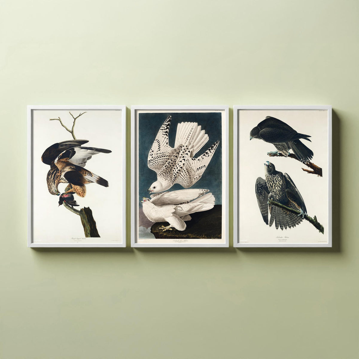 Set of Three John James Audubon Prints - Rough-legged Iceland and Labrador Falcon - 3 Falcon Paintings Poster Wall Art Gift Vintage