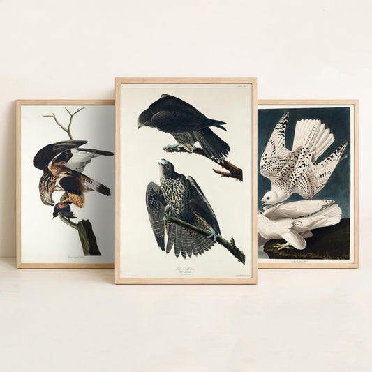 Set of Three John James Audubon Prints - Rough-legged Iceland and Labrador Falcon - 3 Falcon Paintings Poster Wall Art Gift Vintage