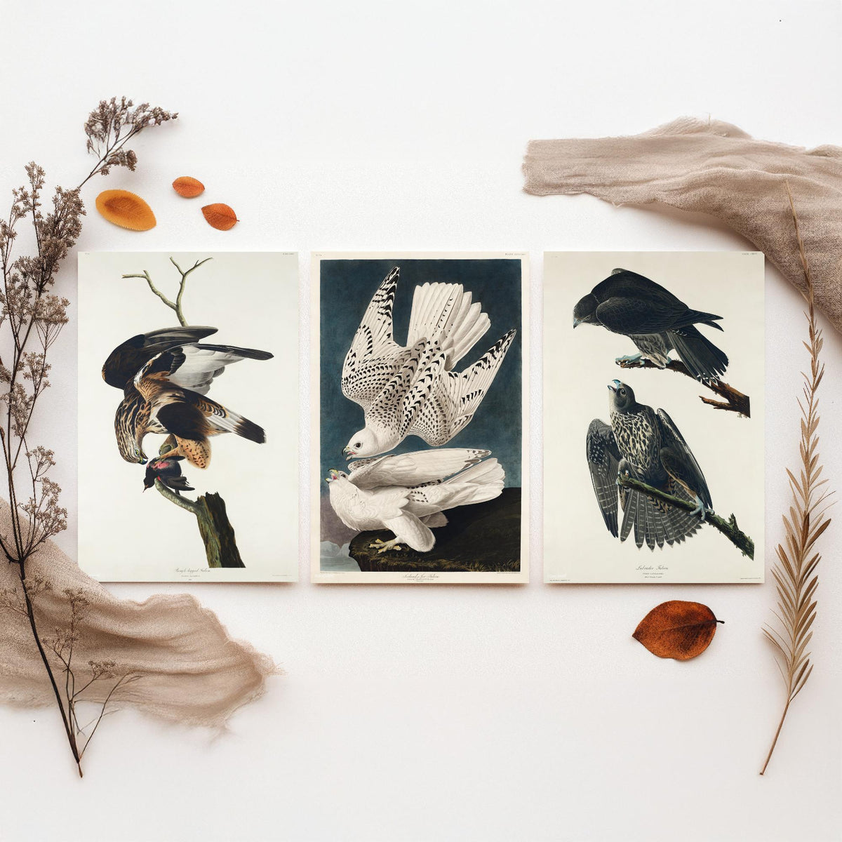 Set of Three John James Audubon Prints - Rough-legged Iceland and Labrador Falcon - 3 Falcon Paintings Poster Wall Art Gift Vintage