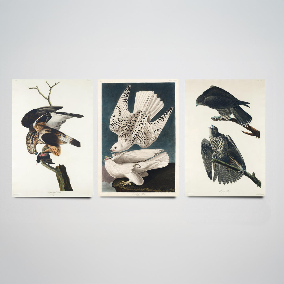 Set of Three John James Audubon Prints - Rough-legged Iceland and Labrador Falcon - 3 Falcon Paintings Poster Wall Art Gift Vintage