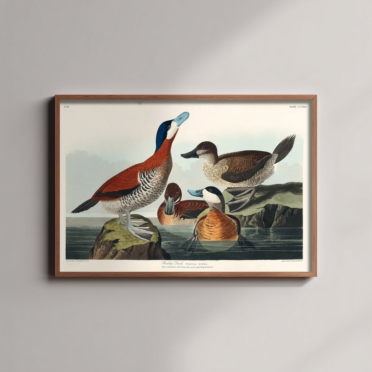 Ruddy Duck Art Print - John James Audubon Birds of America - Vintage Ornithology Illustration Poster
