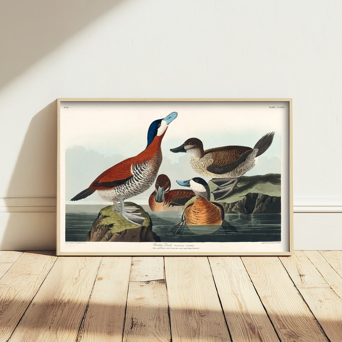 Ruddy Duck Art Print - John James Audubon Birds of America - Vintage Ornithology Illustration Poster
