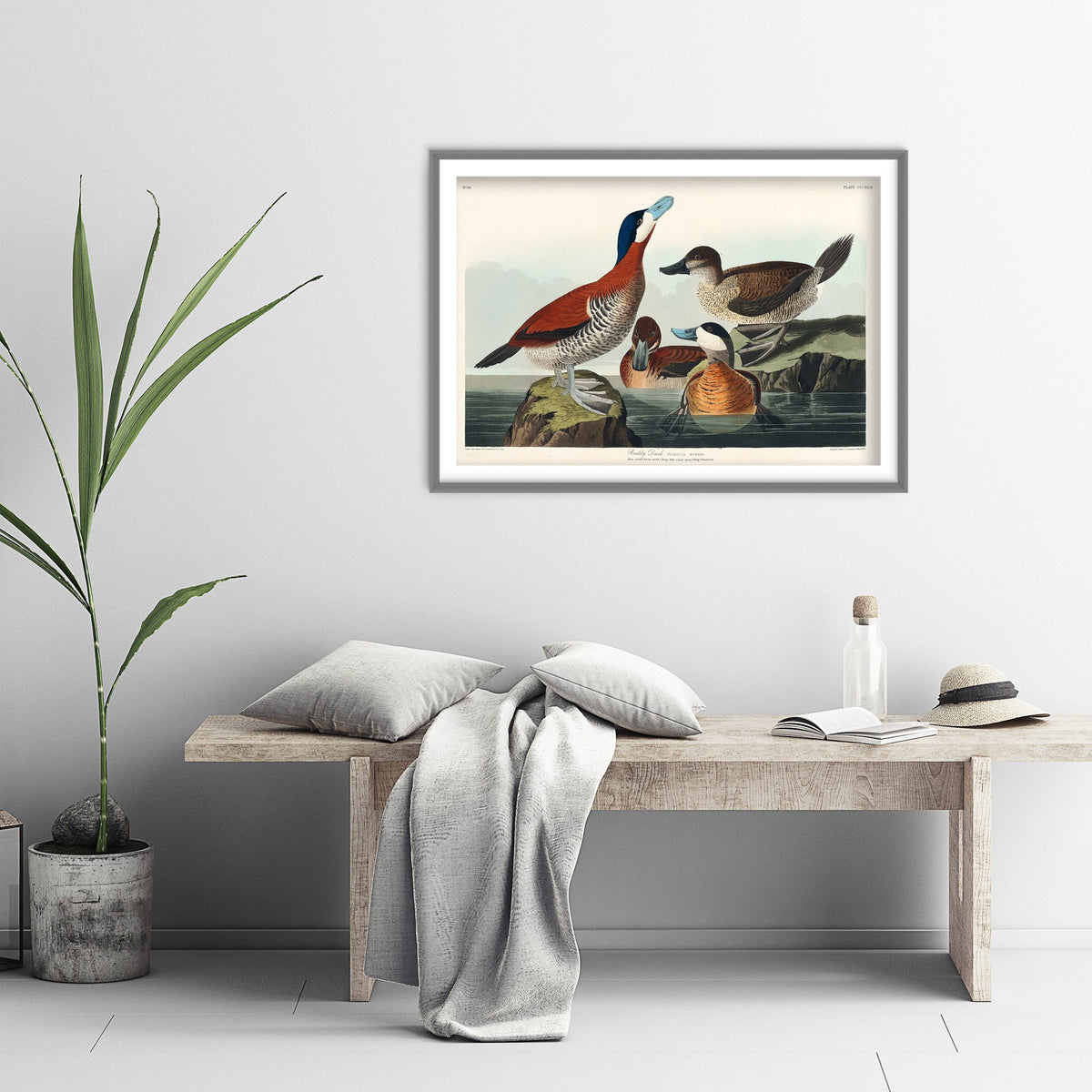 Ruddy Duck Art Print - John James Audubon Birds of America - Vintage Ornithology Illustration Poster