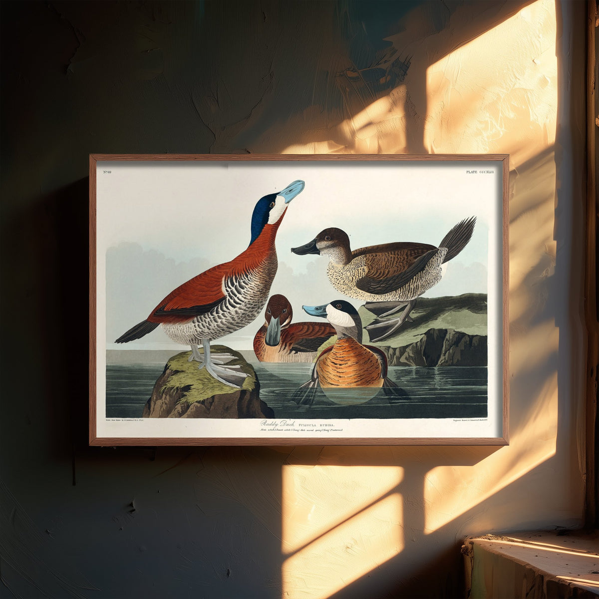 Ruddy Duck Art Print - John James Audubon Birds of America - Vintage Ornithology Illustration Poster