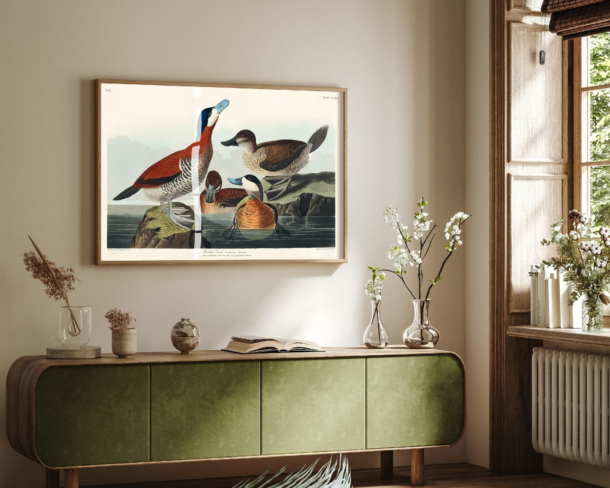 Ruddy Duck Art Print - John James Audubon Birds of America - Vintage Ornithology Illustration Poster