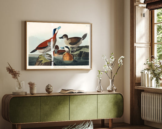 Ruddy Duck Art Print - John James Audubon Birds of America - Vintage Ornithology Illustration Poster