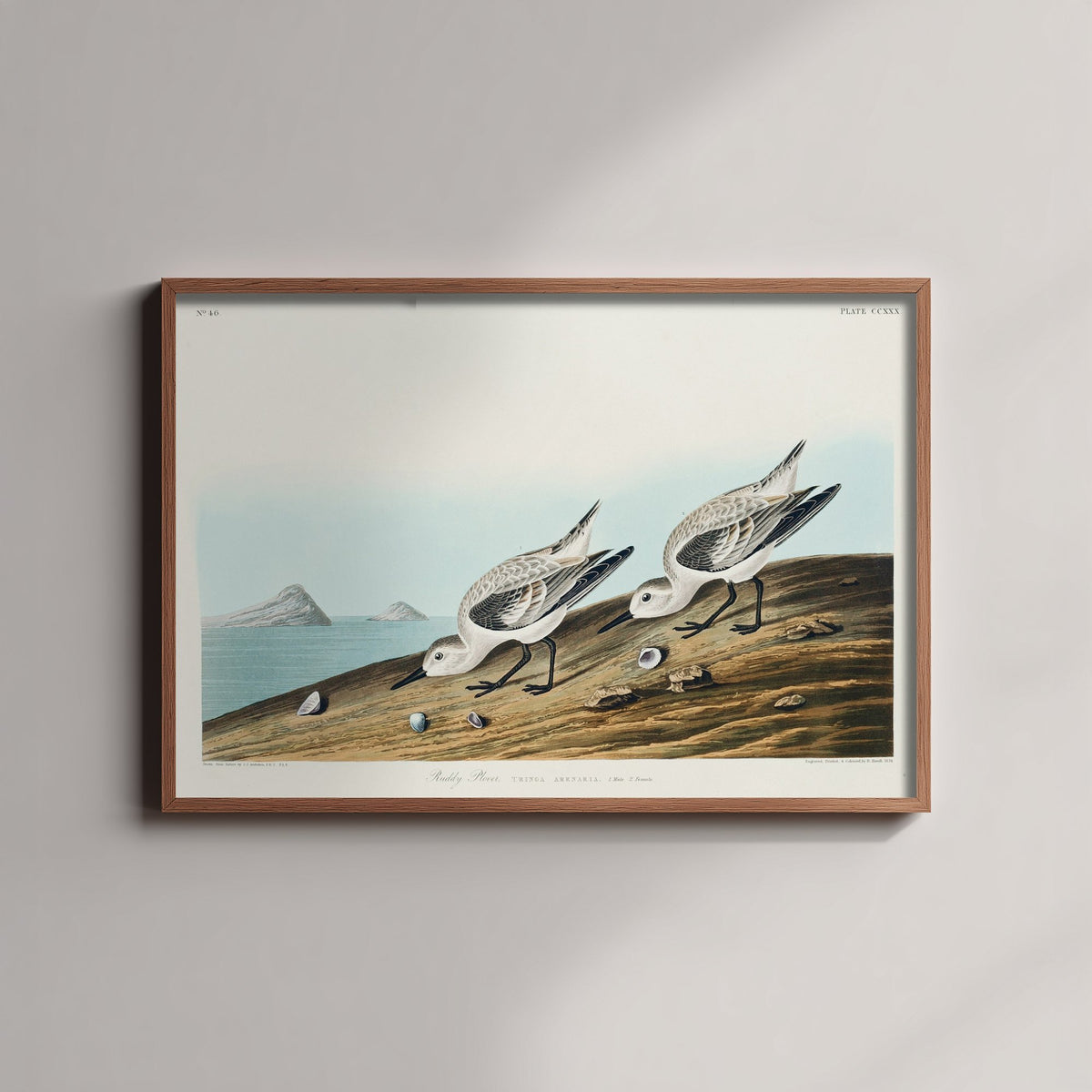 Sanderling Art Print - John James Audubon Birds of America - Vintage Ruddy Plover Shorebird Illustration Poster