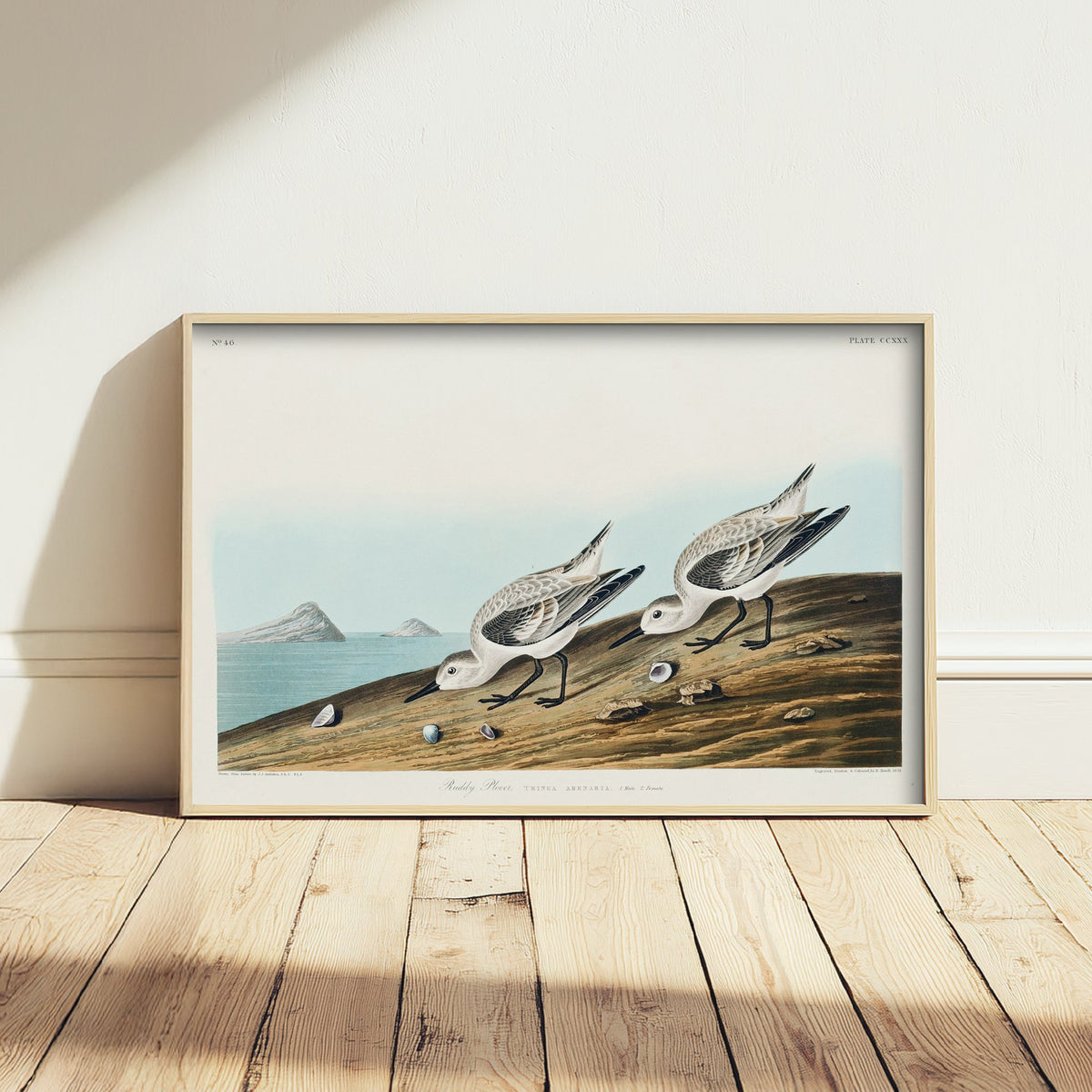 Sanderling Art Print - John James Audubon Birds of America - Vintage Ruddy Plover Shorebird Illustration Poster