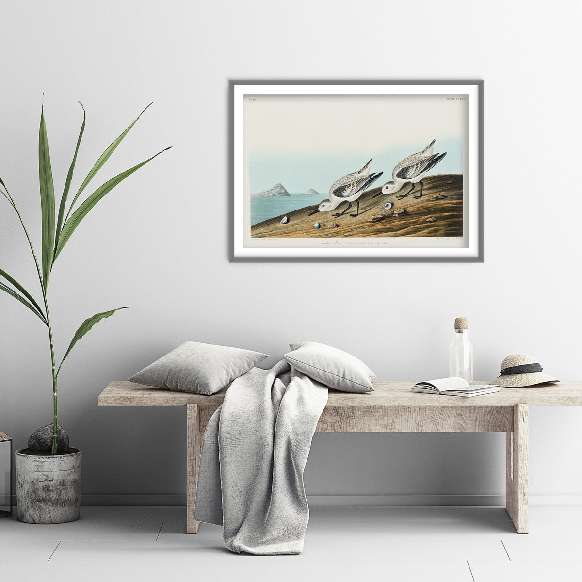 Sanderling Art Print - John James Audubon Birds of America - Vintage Ruddy Plover Shorebird Illustration Poster