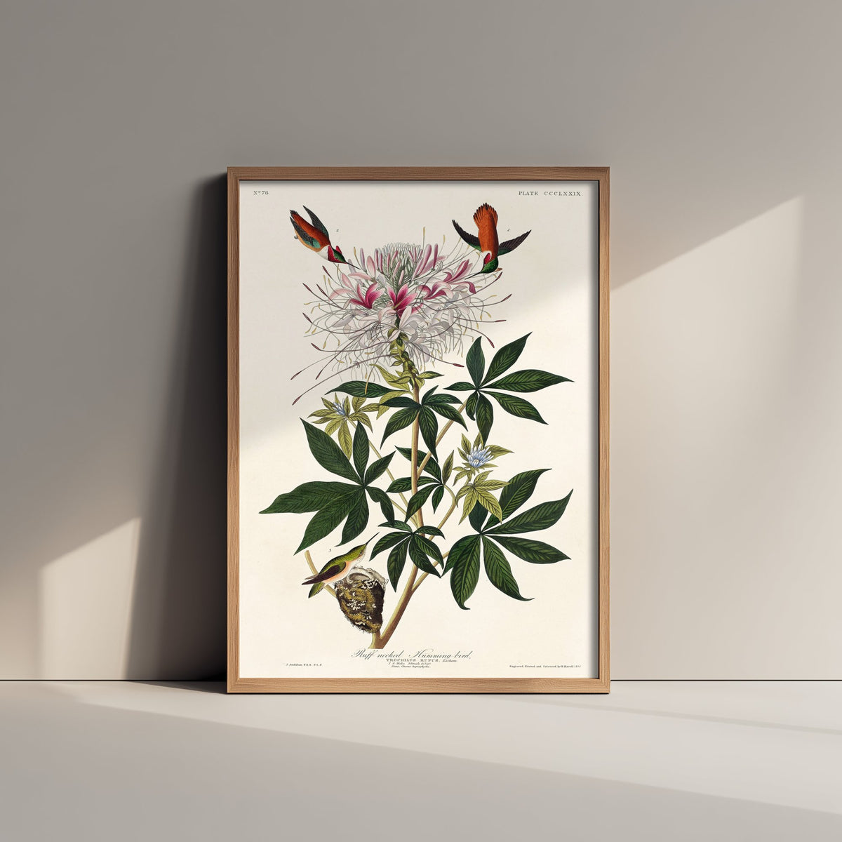 Rufous Hummingbird Art Print - John James Audubon Birds of America - Vintage Ornithology Illustration Poster