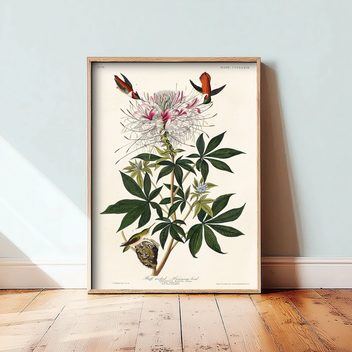 Rufous Hummingbird Art Print - John James Audubon Birds of America - Vintage Ornithology Illustration Poster