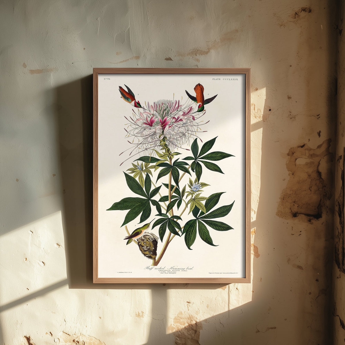 Rufous Hummingbird Art Print - John James Audubon Birds of America - Vintage Ornithology Illustration Poster