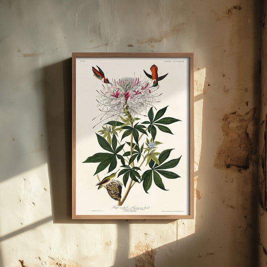 Rufous Hummingbird Art Print - John James Audubon Birds of America - Vintage Ornithology Illustration Poster