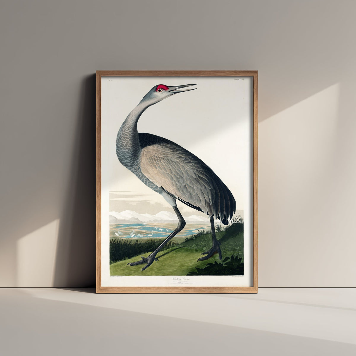 Sandhill Crane Art Print - John James Audubon Birds of America - Vintage Bird Illustration Poster