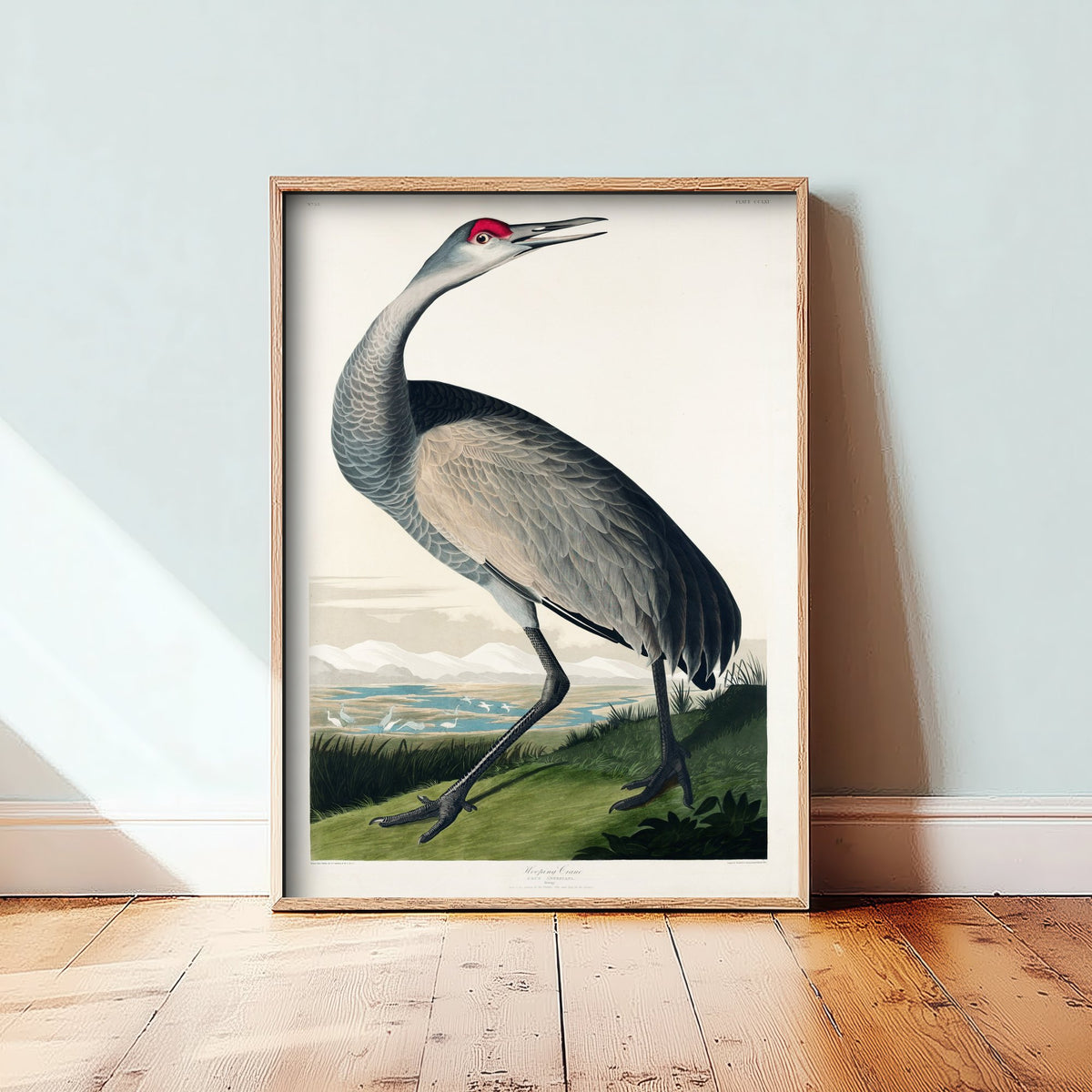 Sandhill Crane Art Print - John James Audubon Birds of America - Vintage Bird Illustration Poster