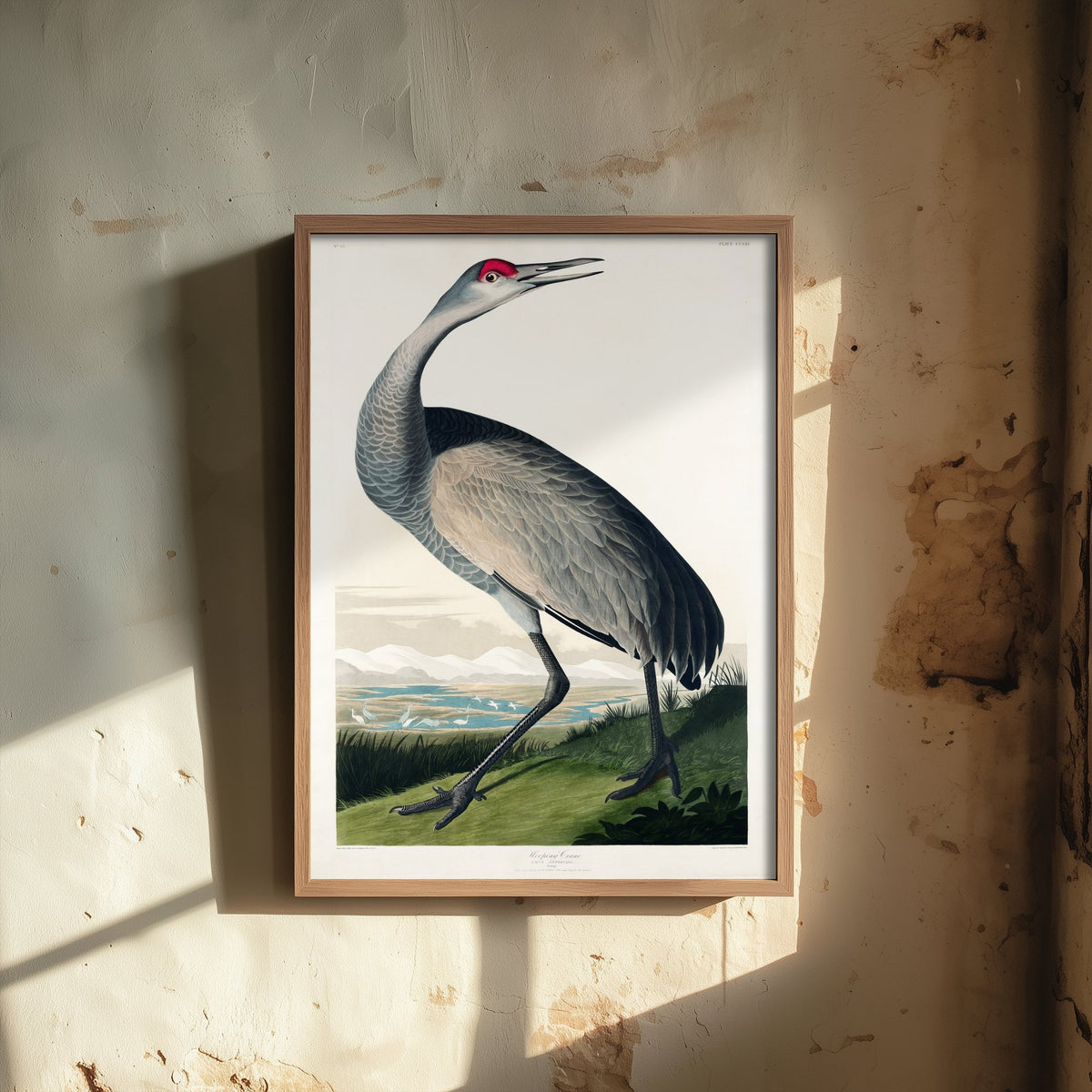 Sandhill Crane Art Print - John James Audubon Birds of America - Vintage Bird Illustration Poster