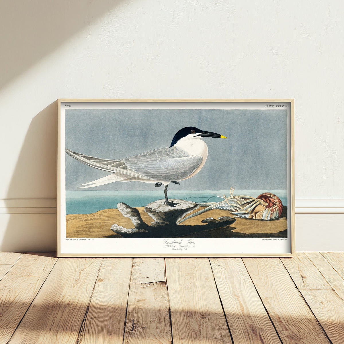 Sandwich Tern Art Print - John James Audubon Birds of America - Vintage Seabird Illustration Poster
