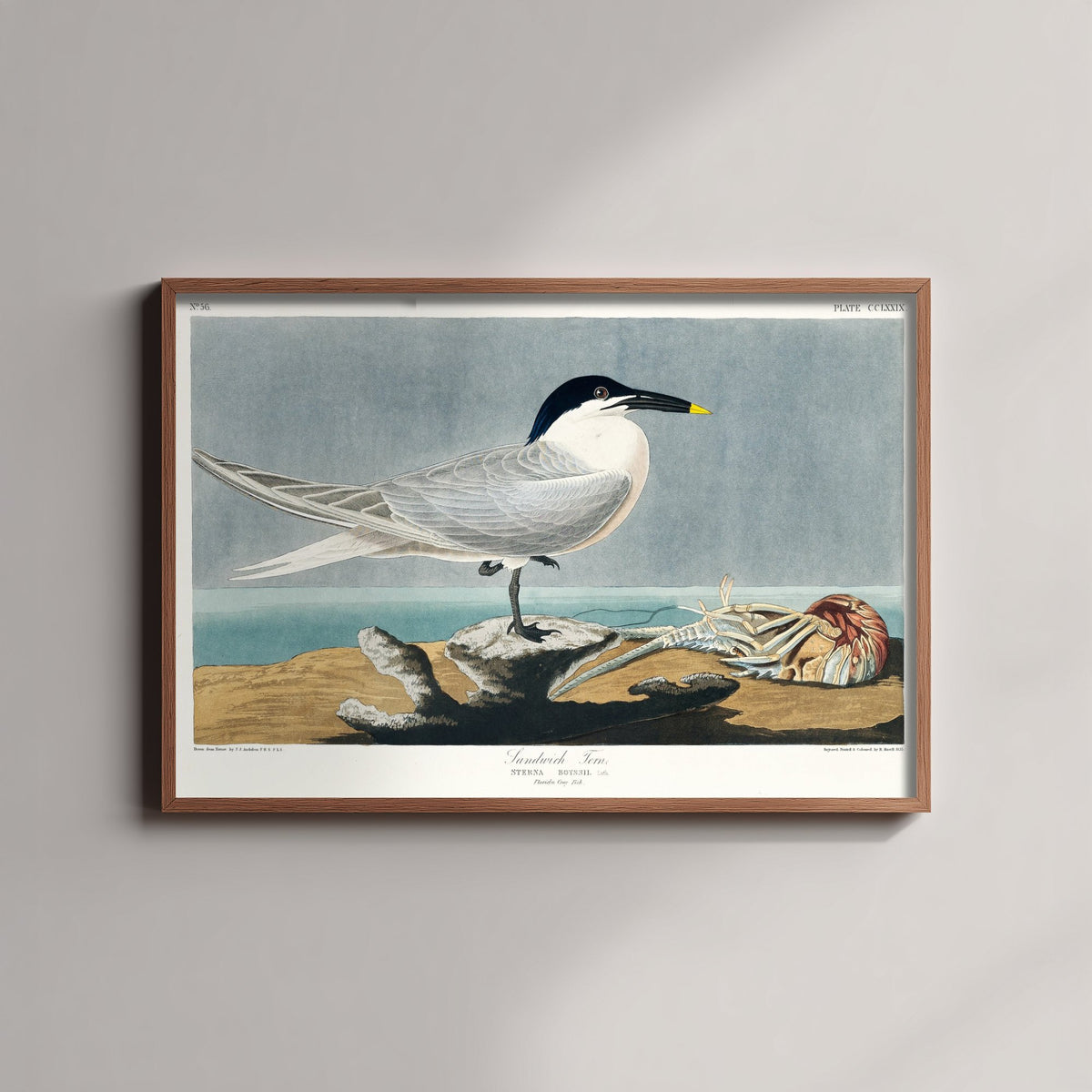 Sandwich Tern Art Print - John James Audubon Birds of America - Vintage Seabird Illustration Poster