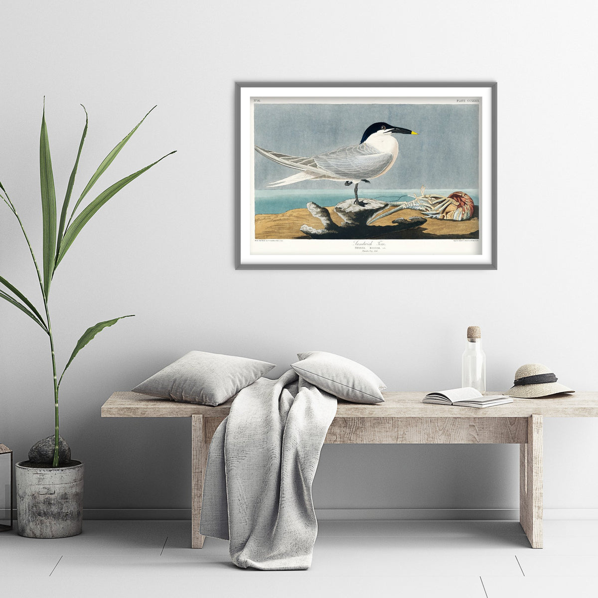 Sandwich Tern Art Print - John James Audubon Birds of America - Vintage Seabird Illustration Poster