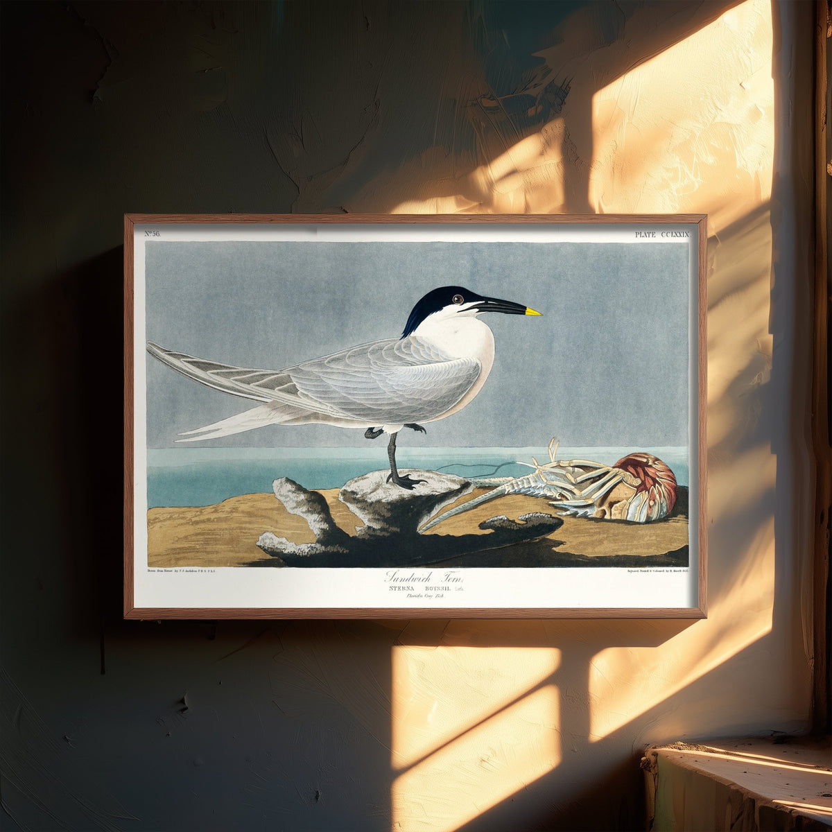 Sandwich Tern Art Print - John James Audubon Birds of America - Vintage Seabird Illustration Poster