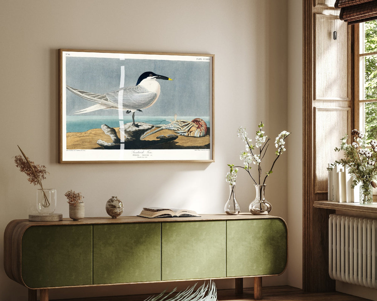 Sandwich Tern Art Print - John James Audubon Birds of America - Vintage Seabird Illustration Poster