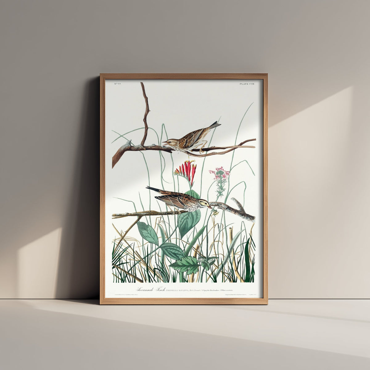 Savannah Sparrow Art Print - John James Audubon Birds of America - Vintage Ornithology Illustration Poster