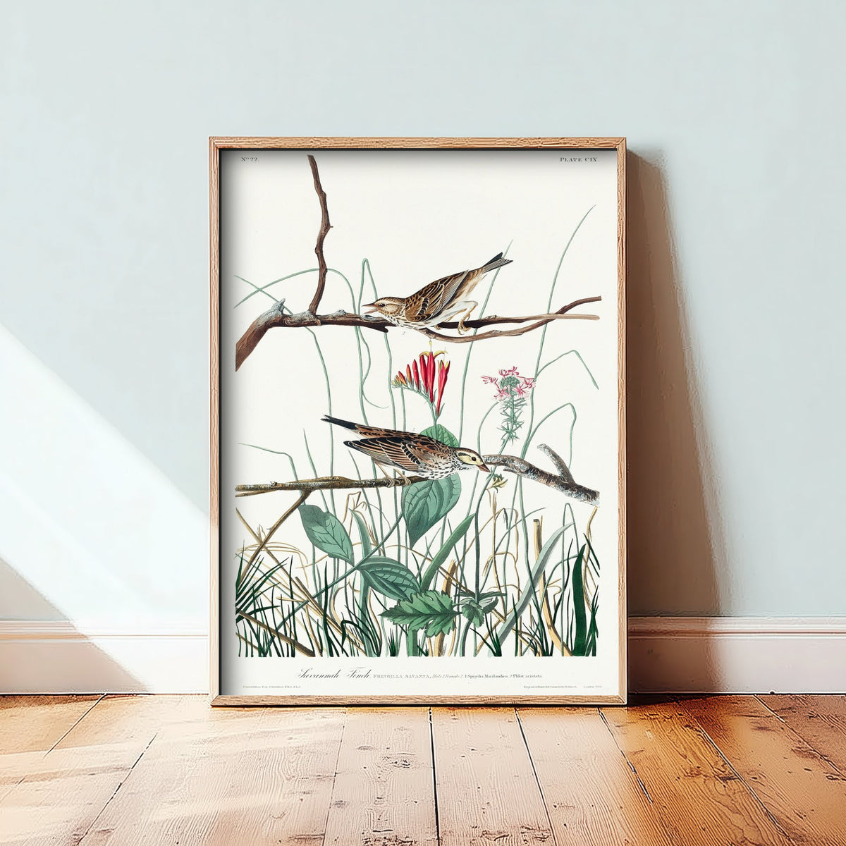 Savannah Sparrow Art Print - John James Audubon Birds of America - Vintage Ornithology Illustration Poster