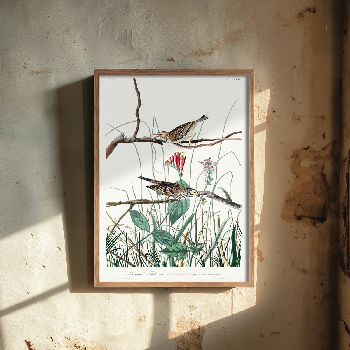 Savannah Sparrow Art Print - John James Audubon Birds of America - Vintage Ornithology Illustration Poster