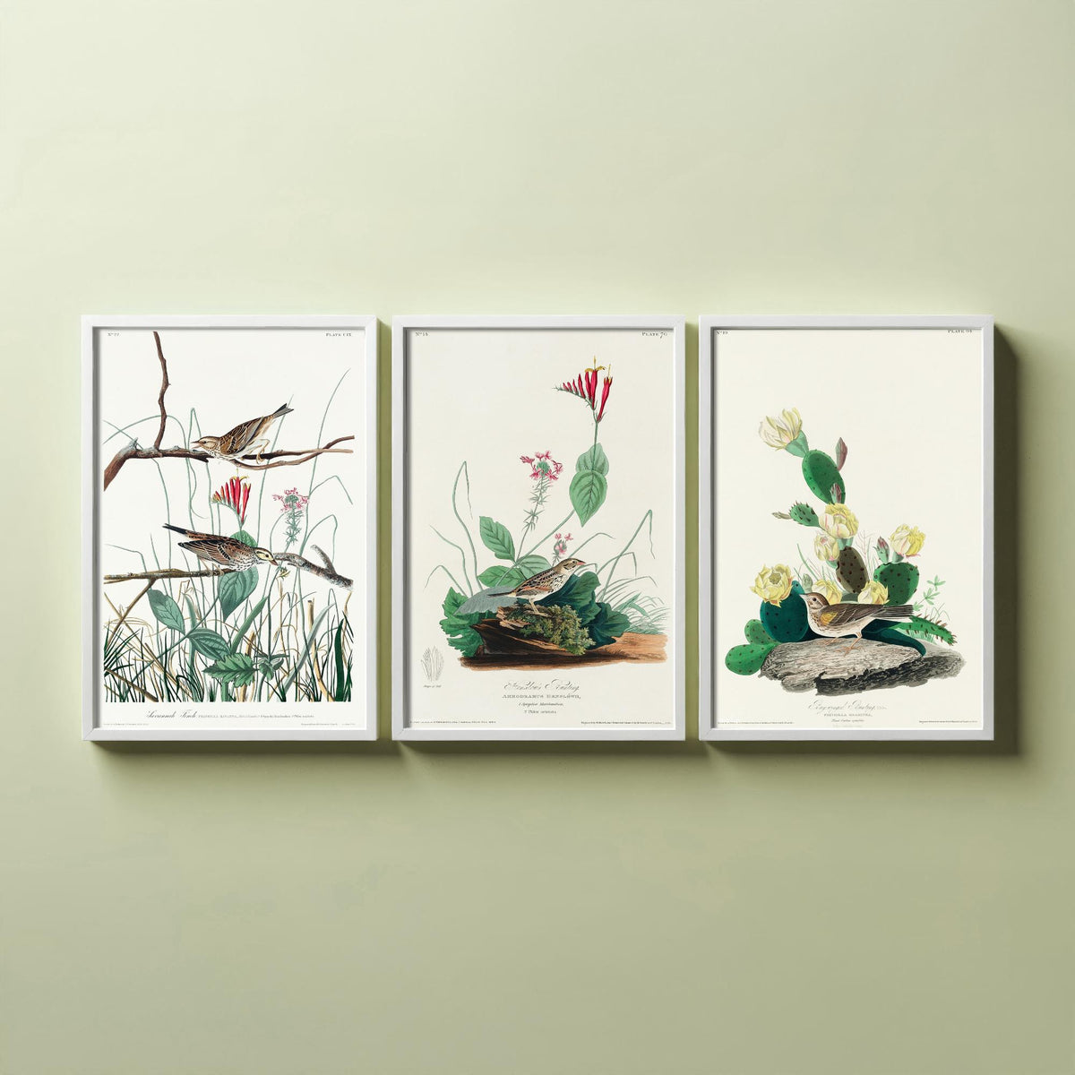 Set of Three John James Audubon Prints - Savannah Finch Henslow's Bunting Grass Finch - 3 Sparrow Paintings Poster Wall Art Gift