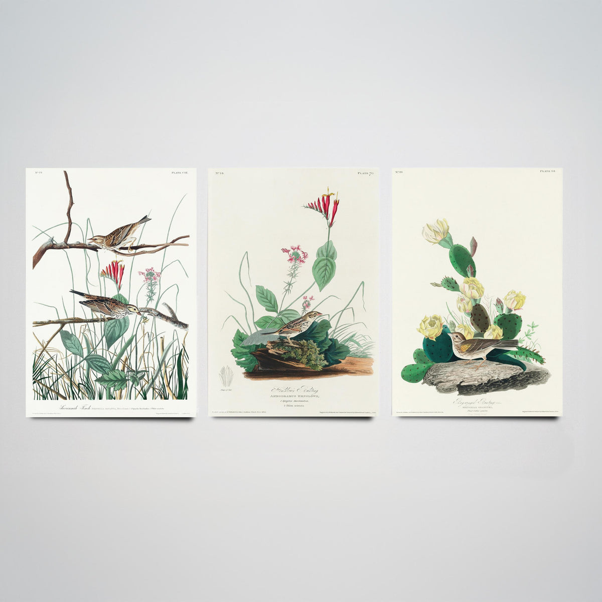 Set of Three John James Audubon Prints - Savannah Finch Henslow's Bunting Grass Finch - 3 Sparrow Paintings Poster Wall Art Gift