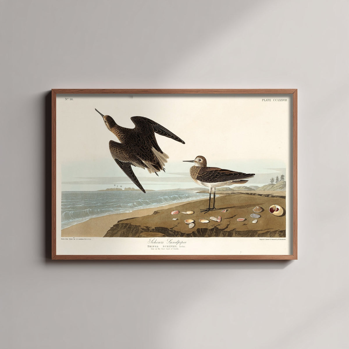 White-rumped Sandpiper - John James Audubon Birds of America - Vintage Ornithology Art Print Poster Illustration