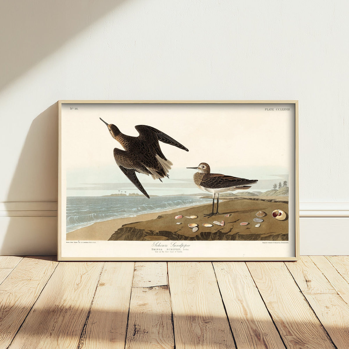 White-rumped Sandpiper - John James Audubon Birds of America - Vintage Ornithology Art Print Poster Illustration