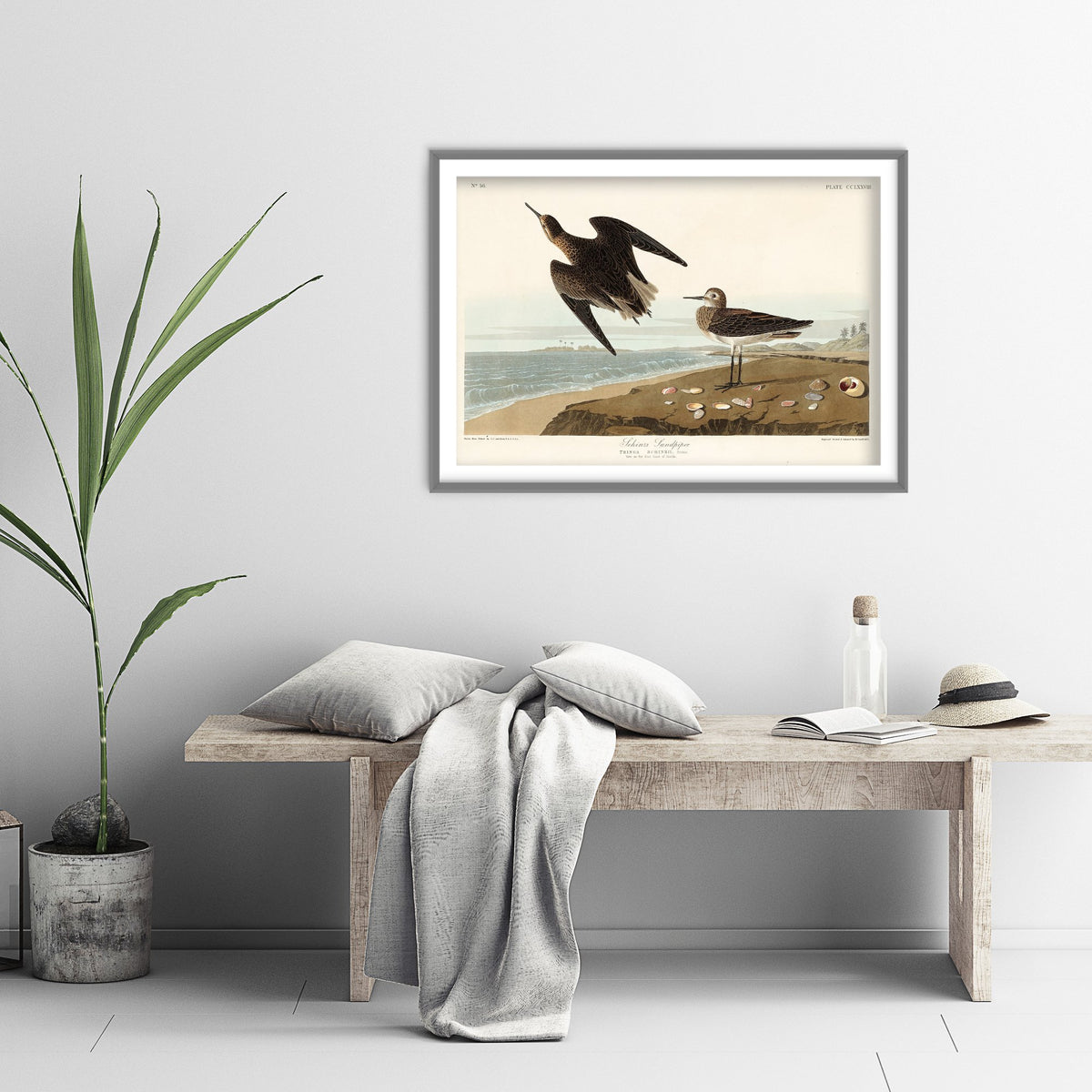 White-rumped Sandpiper - John James Audubon Birds of America - Vintage Ornithology Art Print Poster Illustration