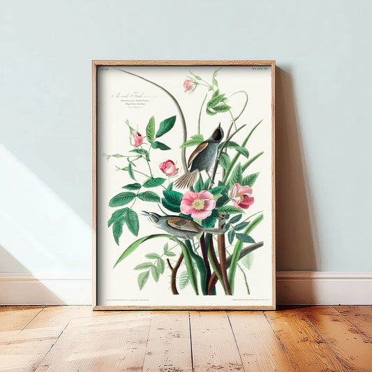 Seaside Sparrow - John James Audubon Birds of America - Vintage Ornithology Art Print Poster Illustration