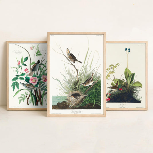 Set of Three John James Audubon Prints - Sea-side Finch Wood Wren Sharp-tailed Finch - 3 Bird Paintings Poster Wall Art Gift Vintage