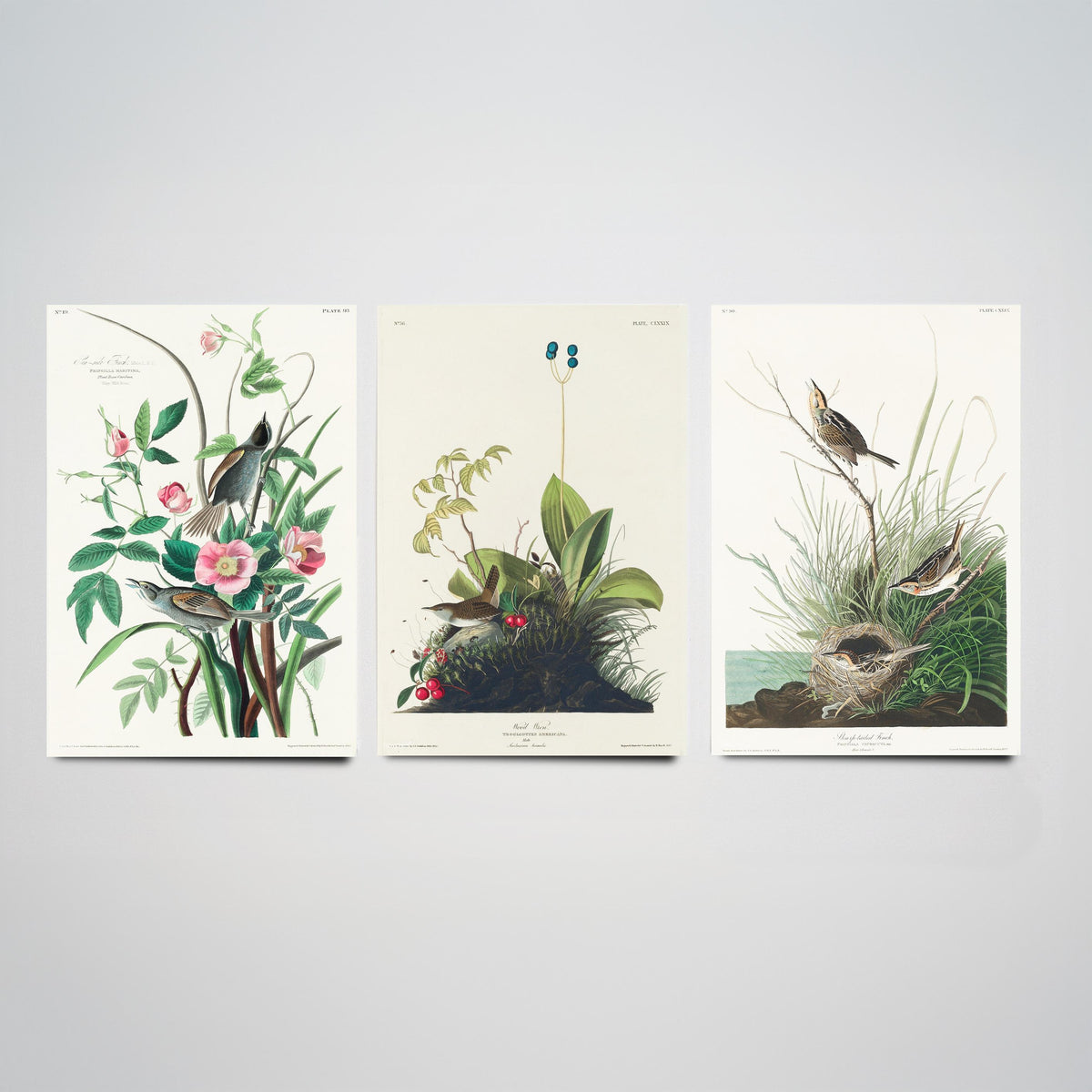 Set of Three John James Audubon Prints - Sea-side Finch Wood Wren Sharp-tailed Finch - 3 Bird Paintings Poster Wall Art Gift Vintage