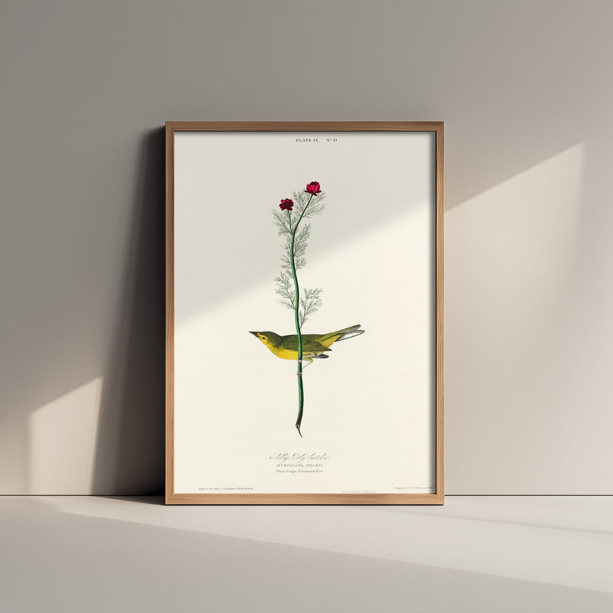Hooded Warbler - Selby's Flycatcher - John James Audubon Birds of America - Vintage Art Print Poster Illustration