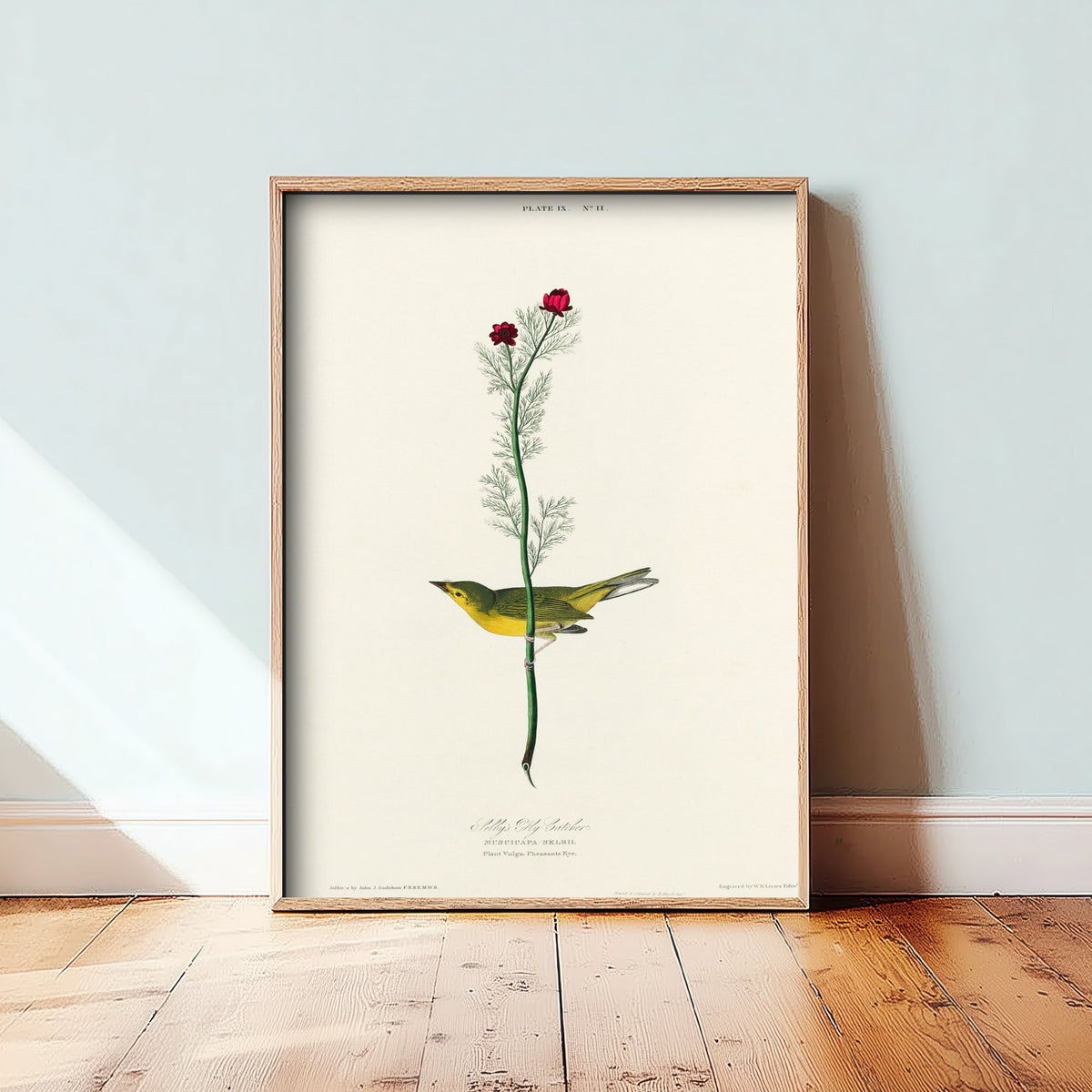 Hooded Warbler - Selby's Flycatcher - John James Audubon Birds of America - Vintage Art Print Poster Illustration