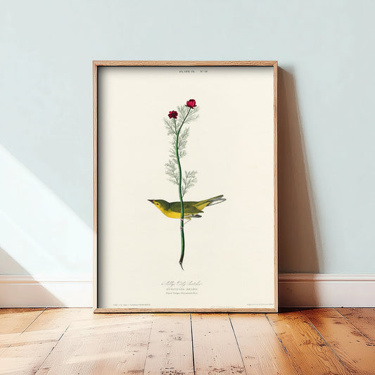 Hooded Warbler - Selby's Flycatcher - John James Audubon Birds of America - Vintage Art Print Poster Illustration