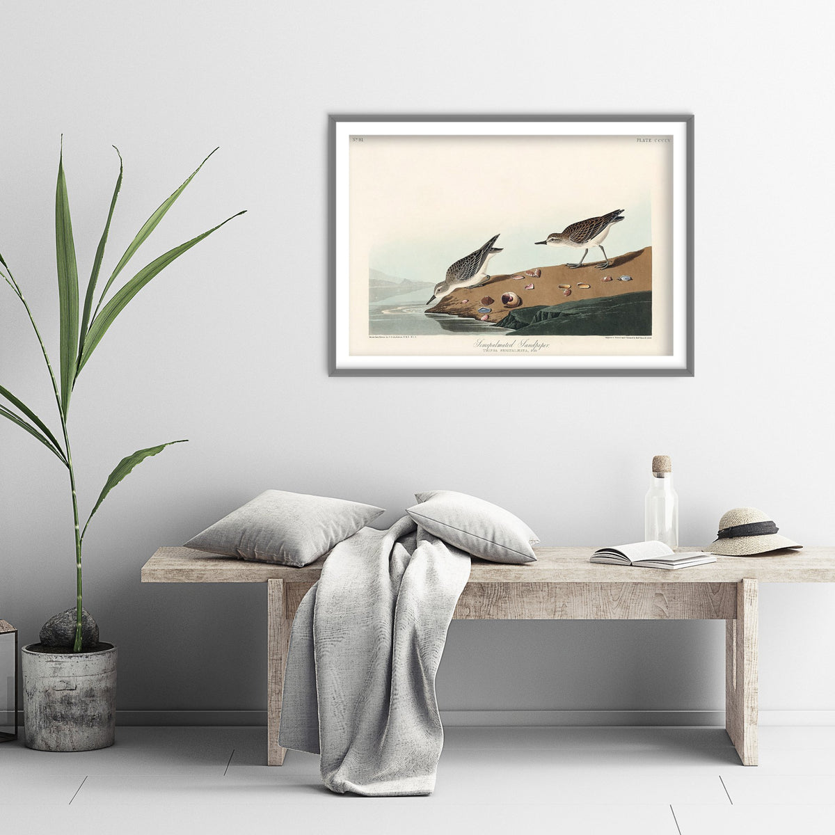 Semipalmated Sandpiper - John James Audubon Birds of America - Vintage Ornithology Art Print Poster Illustration